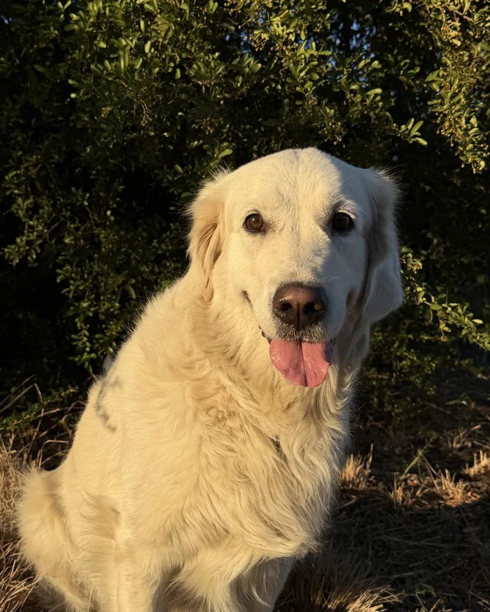 Taiga, le golden retriever de la maison, assis dans les herbes au soleil