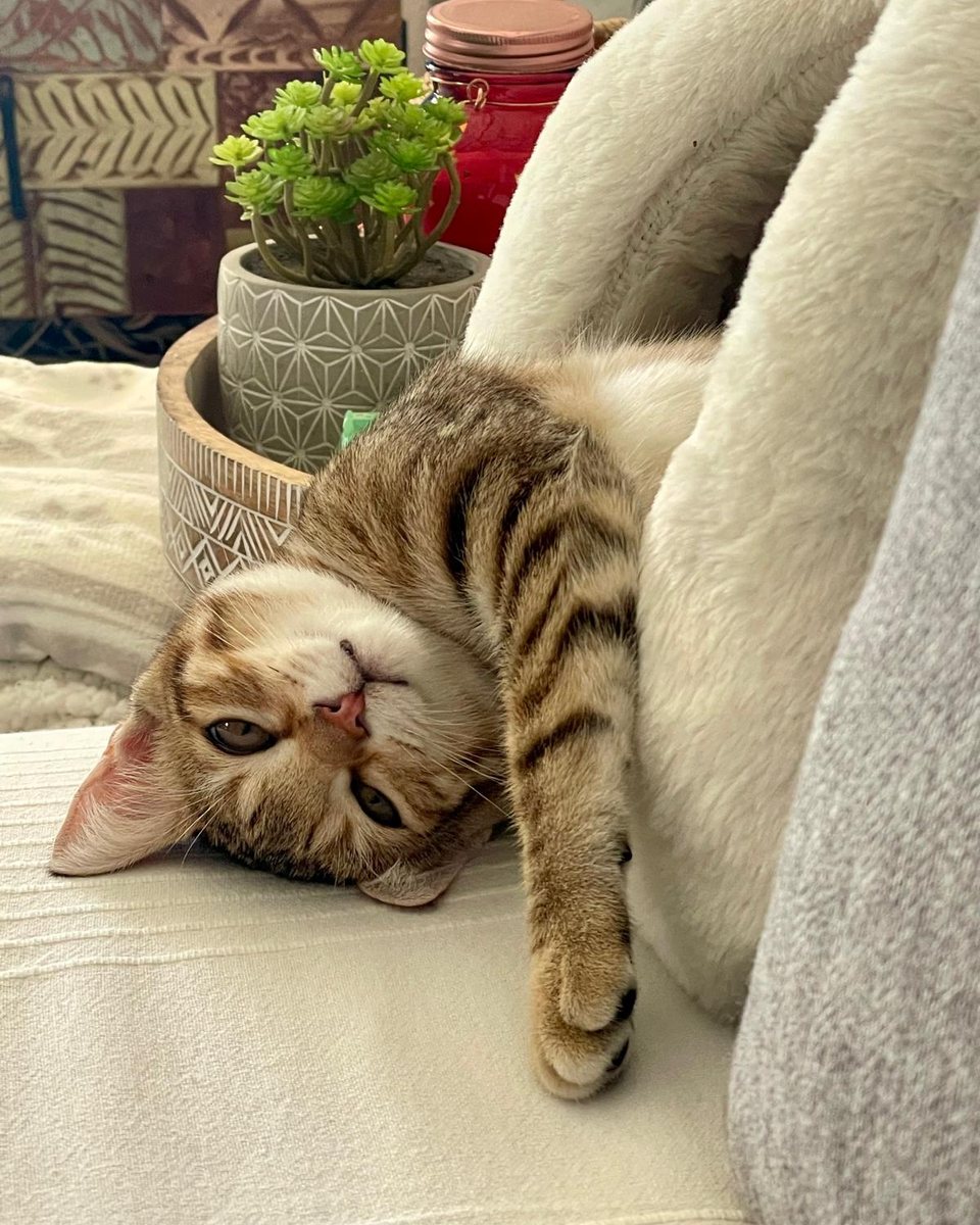 Sunny, le chat tigré de la maison